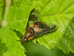 Tabanidae - Chrysops caecutiens.JPG