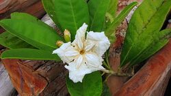 Tabebuia cassinoides.jpg