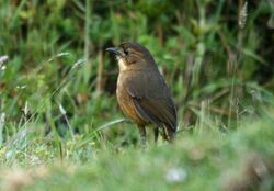 Tawny Antpitta.jpg