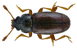 Telmatophilus typhae (Fallén, 1802) (14842322202).png