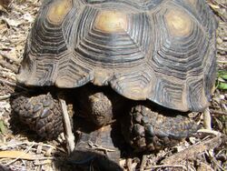 Texas Tortoise (close-up) Beeville TX June 2011.jpg