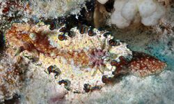 The nudibranch Glossodoris andersonae, Egypt, Red Sea.jpg