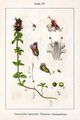 Thymus serpyllum Sturm57.jpg
