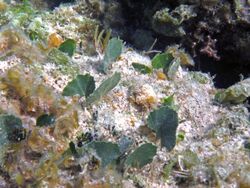 Udotea flabellum (mermaid's fan algae) (San Salvador Island, Bahamas) 3 (15861991769).jpg
