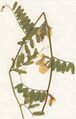 Vicia grandiflora Herbar.jpg