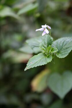 Viola abyssinica MS 3533.jpg