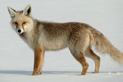 Vulpes vulpes anatolica.jpg