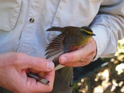 Wing of Yellow-bellied Chat-Tyrant.jpg