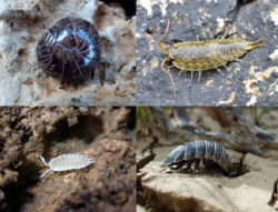 Woodlouse collage x4.png