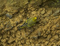 Yellow-crowned Canary - Mt.Kenya S4E7761 (23013953136).jpg