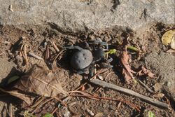 "Velvet Spider". Family Eresidae, probable Genus and species Gandanameno. Eastern Cape, Southern Africa.jpg