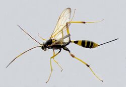 Наездник-ихневмонид - Ichneumon wasp - Schlupfwespen Acroricnus sp. (24092623509).jpg