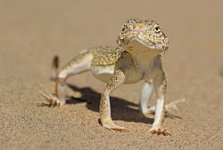 Песчаная ящерица Мангистау.jpg