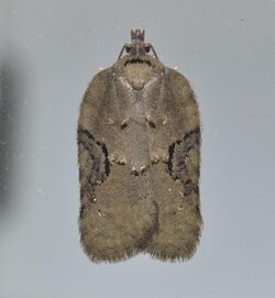 - 3539 – Acleris chalybeana – Lesser Maple Leafroller Moth (22679278259).jpg