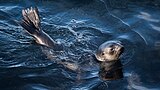 2021-06 Amsterdam Island - Subantarctic fur seal 39.jpg