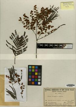 Acacia silvestris Tindale 2517586226.jpg