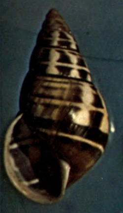Amphidromus poecilochrous shell.png