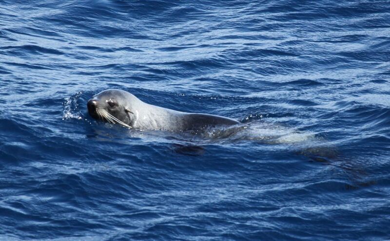File:Antarctic Fur Seal swimming (6018836251).jpg