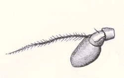 Antenna-diptera-brachycera.png