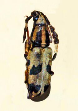 Anthribidae - Xenocerus speciosus.JPG