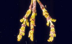 Arceuthobium campylopodum.jpg