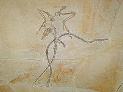 Archaeopteryx lithographica Thermopolis.jpg