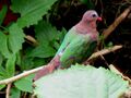 Asian Emerald Dove IMG 6496.jpg