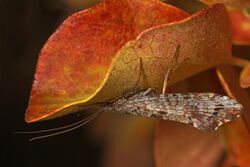 Autumn Mottled Sedge Caddisfly - Neophylax splendens, Coldstream, British Columbia.jpg