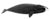 Bowhead whale illustration with an overall black body with a white patch on the jaw, and a large body