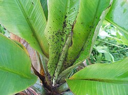 Infected Banana Plant