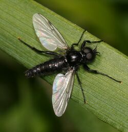 Bibio leucopterus (White-winged Bibio) - male.jpg