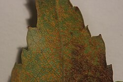 Birch Rust - Melampsoridium betulinum (24777454378).jpg
