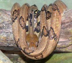 Boiga Cynodon Cameron Highlands.JPG