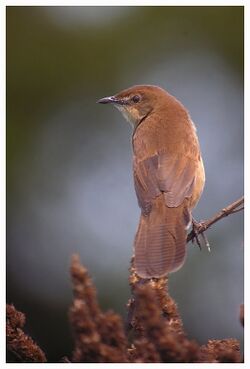 Broad-tailed Grassbird.jpg