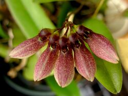 Bulbophyllum flabellum-veneris - Flickr 004.jpg