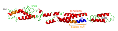 Ribbon structure of CXorf38