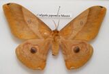 Pinned specimen of female moth showing filamentous antennae