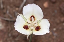 Calochortus dunnii - Flickr 005.jpg