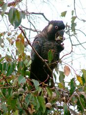 Calyptorhynchus baudinii (male) -Margaret River-8.jpg