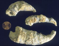 Caninia torquia coral KGS.jpg