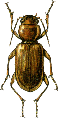 Cardioderus chloroticus Jacobson.png
