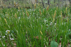 Carex woodii in Lake County, IL.png