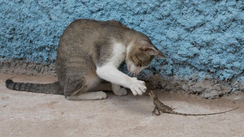 File:Cat playing with a lizard.jpg