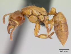 Centromyrmex ereptor casent0081171 profile 1.jpg