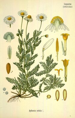 Chamaemelum nobile.jpg