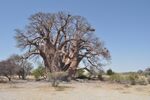 Chapman's baobab (4954708191).jpg