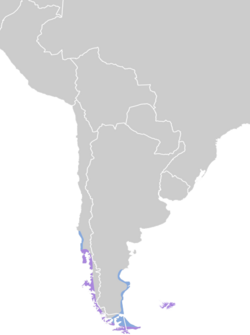 Chloephaga hybrida map.svg