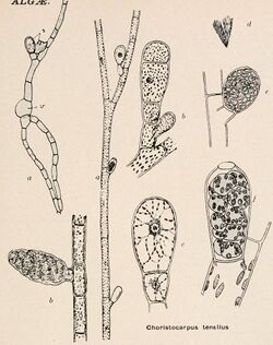 Illustration of "Choristocarpus tenellus"
