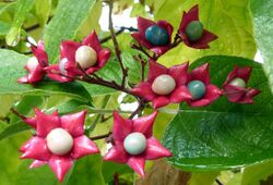 Clerodendrum trichotomum, Vancouver.jpg