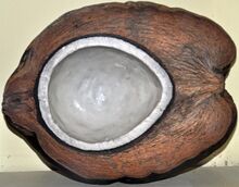 Cross-section of the niu vai form of the fruits of domesticated Pacific coconuts